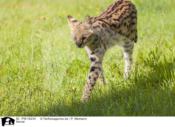 Serval / Serval / PW-18234