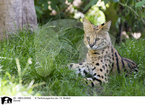 Serval / Serval / HBO-06892