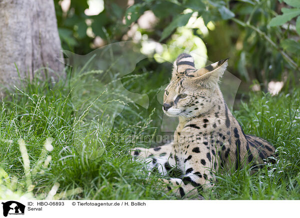 Serval / Serval / HBO-06893