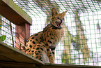 sitzender Serval