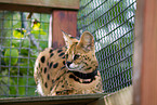 liegender Serval