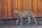 laufender Serval