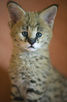 Serval Baby