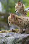 Serval Babys