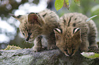 Serval Babys