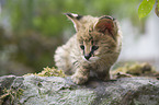 Serval Baby