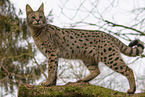 Serval