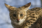 Serval