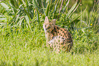 Serval