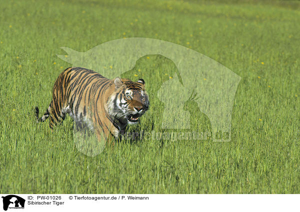 Sibirischer Tiger / Siberian Tiger / PW-01026