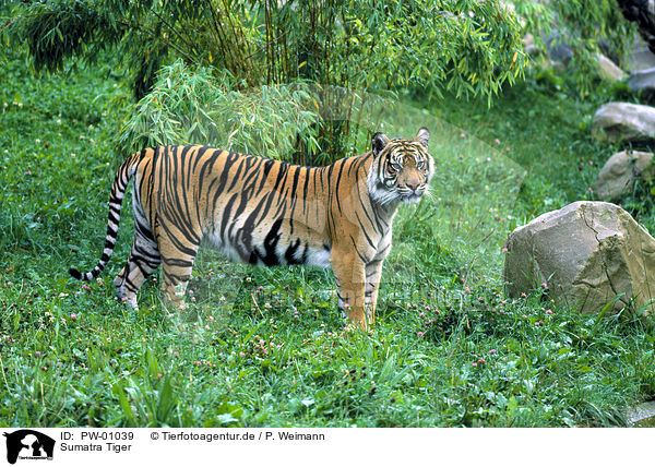 Sumatra Tiger / Sumatran Tiger / PW-01039
