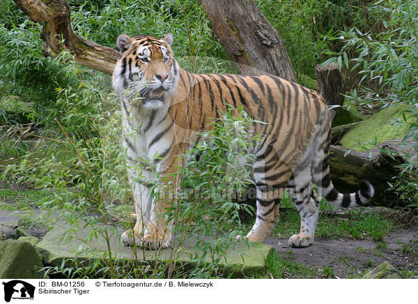 Sibirischer Tiger / amur tiger / BM-01256