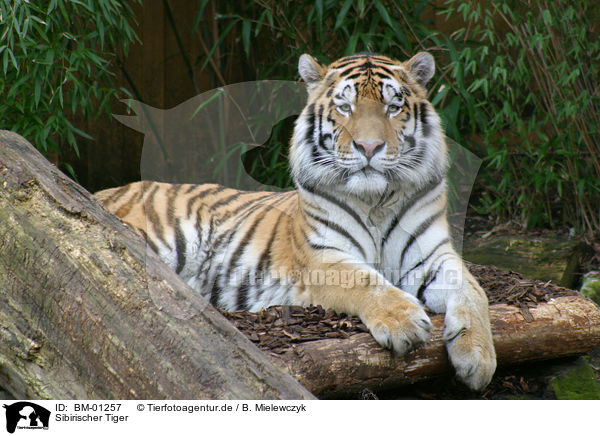 Sibirischer Tiger / amur tiger / BM-01257