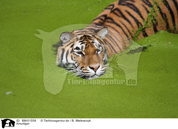 Amurtiger / Amur tiger / BM-01558