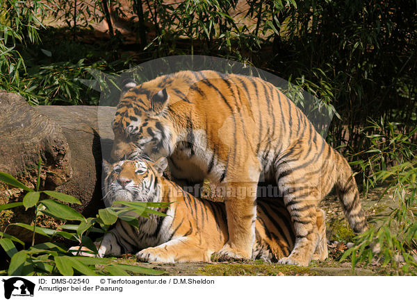 Amurtiger bei der Paarung / pairing amur tigers / DMS-02540