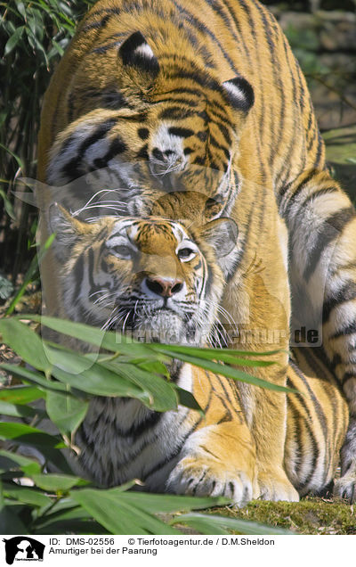 Amurtiger bei der Paarung / pairing amur tigers / DMS-02556