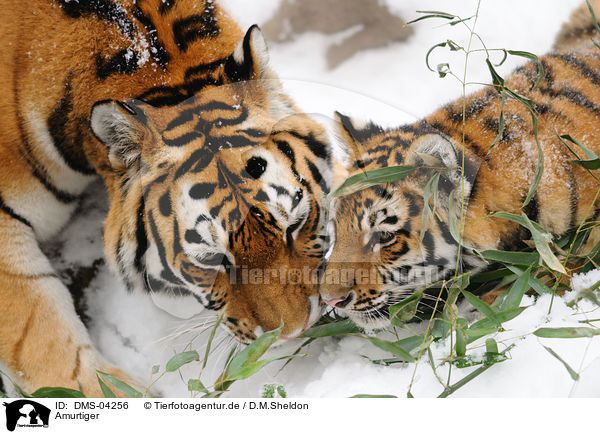 Amurtiger / Siberian tiger / DMS-04256