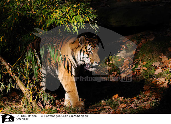 Amurtiger / Siberian tiger / DMS-04526