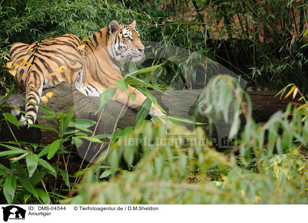 Amurtiger / Siberian tiger / DMS-04544