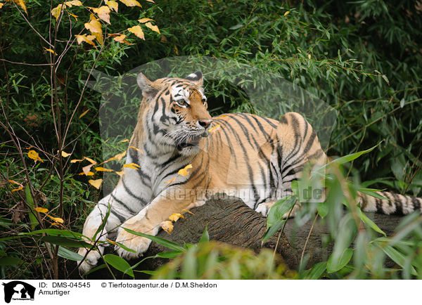 Amurtiger / Siberian tiger / DMS-04545