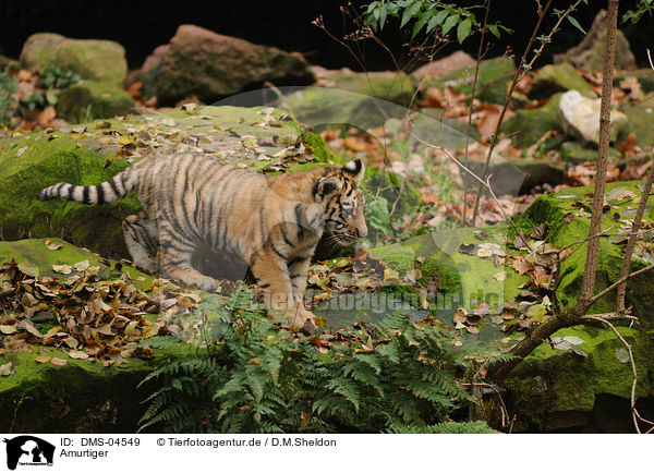 Amurtiger / Siberian tiger / DMS-04549