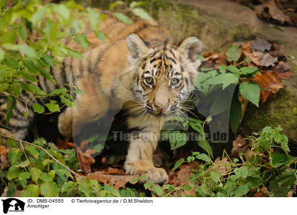 Amurtiger / Siberian tiger / DMS-04555