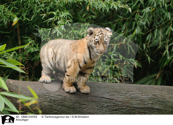 Amurtiger / Siberian tiger / DMS-04559