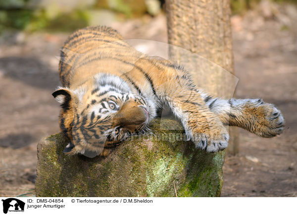 junger Amurtiger / young Siberian Tiger / DMS-04854