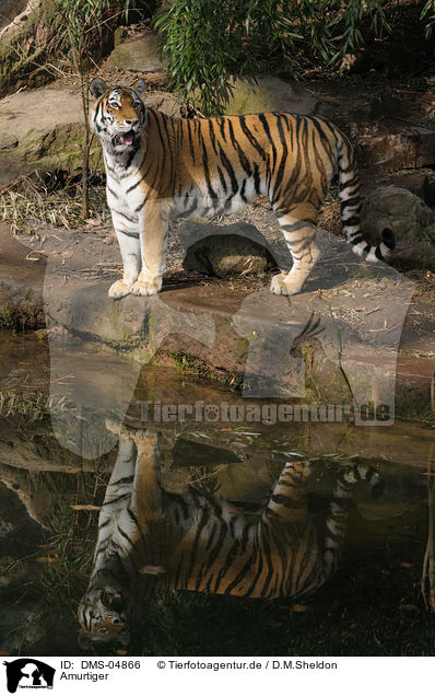 Amurtiger / Siberian Tiger / DMS-04866