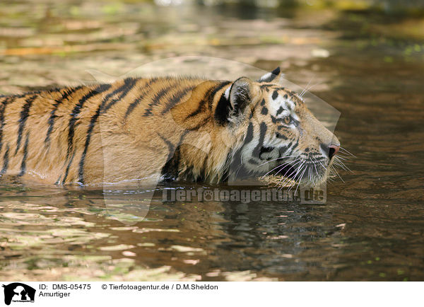 Amurtiger / Siberian tiger / DMS-05475