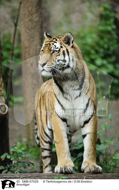 Amurtiger / Siberian Tiger / DMS-07029