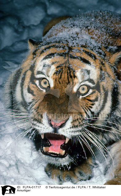 Amurtiger / Siberian tiger / FLPA-01717