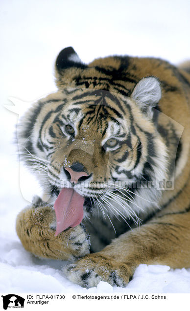 Amurtiger / Siberian tiger / FLPA-01730