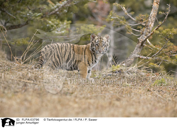 junger Amurtiger / young Siberian tiger / FLPA-03796