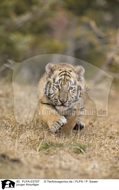 junger Amurtiger / young Siberian tiger / FLPA-03797
