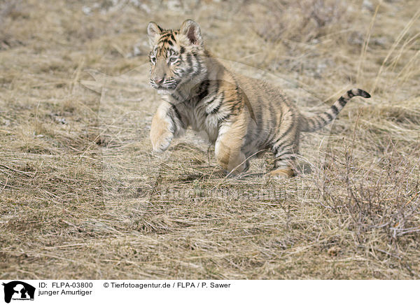 junger Amurtiger / young Siberian tiger / FLPA-03800