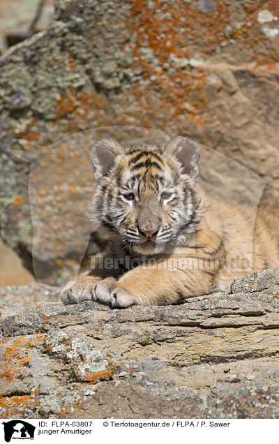junger Amurtiger / young Siberian tiger / FLPA-03807