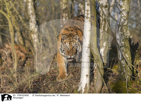 Amurtiger / Siberian Tiger / PW-02490