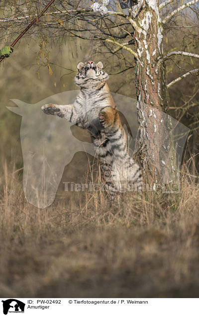 Amurtiger / Siberian Tiger / PW-02492