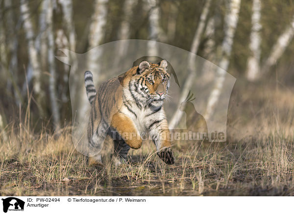 Amurtiger / Siberian Tiger / PW-02494