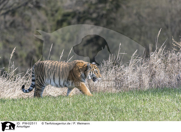 Amurtiger / Siberian Tiger / PW-02511