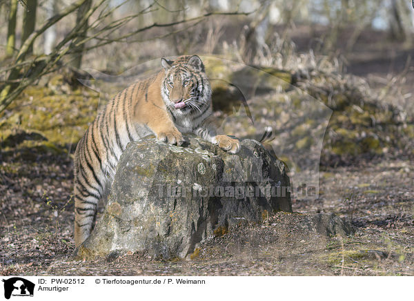 Amurtiger / Siberian Tiger / PW-02512
