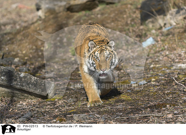 Amurtiger / Siberian Tiger / PW-02513