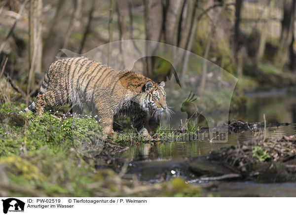 Amurtiger im Wasser / Amur Tiger in the water / PW-02519