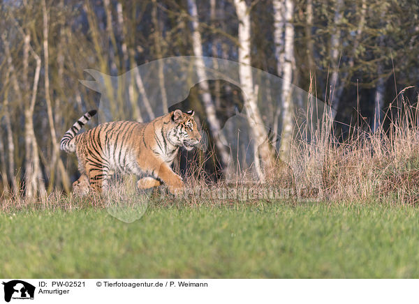 Amurtiger / Siberian Tiger / PW-02521