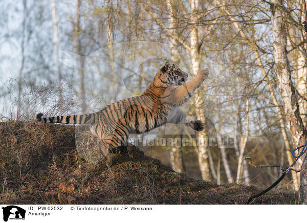 Amurtiger / Siberian Tiger / PW-02532