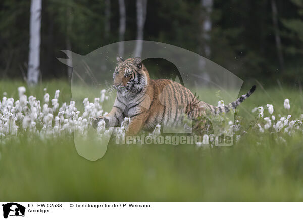 Amurtiger / Siberian Tiger / PW-02538