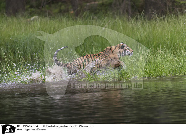 Amurtiger im Wasser / Amur Tiger in the water / PW-02554