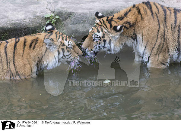 2 Amurtiger / 2 Amur tiger / PW-04096