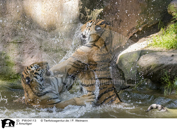 2 Amurtiger / 2 Amur tiger / PW-04113
